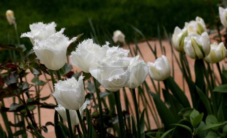 Rote Tulpenblüte im Garten. Schöne Tulpenblume auf verschwommenem grünem Hintergrund. Blühender Hintergrund der blühenden Tulpe im Frühling im Blumengarten. Floraler Hintergrund