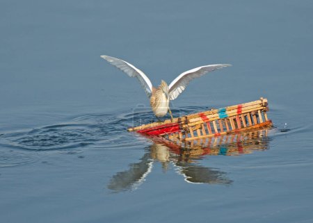 Foto de Squacco garza ardeola ralloides estaba de pie equilibrando en la basura de la contaminación de cajas de madera flotando en el agua del río - Imagen libre de derechos