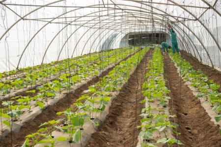 Photo for Rows of tomato plants growing indoors in a polythene greenhouse tunnel agriculture farming - Royalty Free Image
