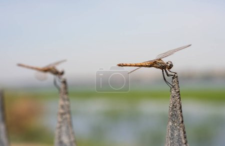 Foto de Closeup macro detail showing pair of wandering glider dragonflies Pantala flavescens perched on metal fence post in garden - Imagen libre de derechos