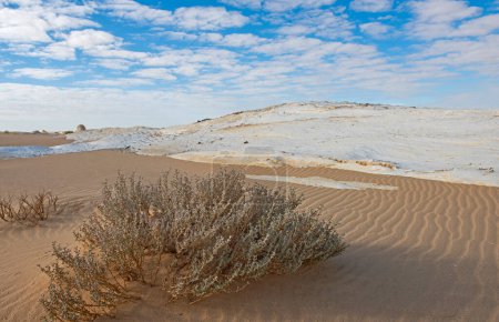 Téléchargez les photos : Paysage panoramique vue panoramique sur désert blanc et aride de l'ouest de l'Egypte avec des formations rocheuses de buisson et de craie géologique - en image libre de droit