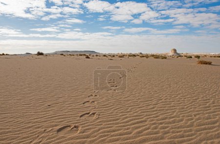Photo for Landscape panoramic scenic view of desolate barren western white desert at Egypt with geological rock formations bushes and camel footprint tracks in sand - Royalty Free Image