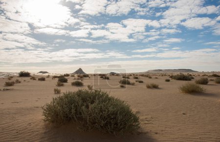 Téléchargez les photos : Paysage panoramique vue panoramique sur désert blanc et aride de l'ouest de l'Egypte avec des buissons et des formations géologiques calcaires - en image libre de droit