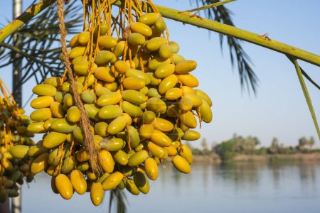 Photo for Panoramic landscape view across nile river to luxor west bank with ripening dates in foreground hanging on tree - Royalty Free Image