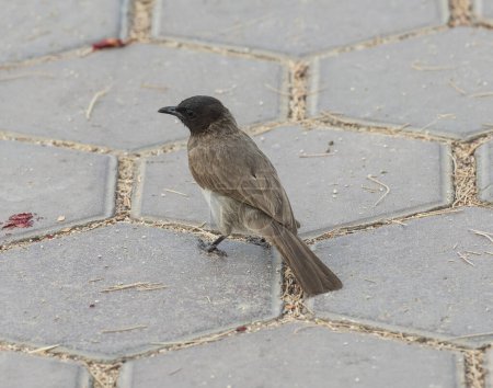 Photo for Dark-eyed junco sparrow bird Junco hyemalis stood on a stone paved footpath walkway - Royalty Free Image
