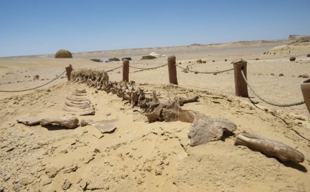 Téléchargez les photos : Paysage vue panoramique du désert aride et désolé de l'ouest de l'Egypte avec des formations rocheuses géologiques de grès de montagne et squelette de baleine fossilisé - en image libre de droit