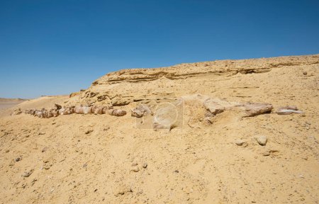 Téléchargez les photos : Paysage vue panoramique du désert aride et désolé de l'ouest de l'Egypte avec des formations rocheuses géologiques de grès de montagne et squelette de baleine fossilisé - en image libre de droit