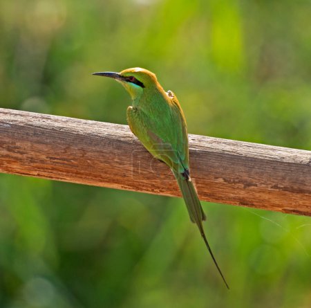 Little Green Bee-eater bird merops orientalis perched on a fence pole with green garden background