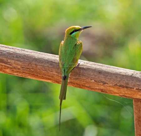 Téléchargez les photos : Petit mangeur d'abeilles vert merops orientalis perché sur un poteau de clôture avec fond de jardin vert - en image libre de droit