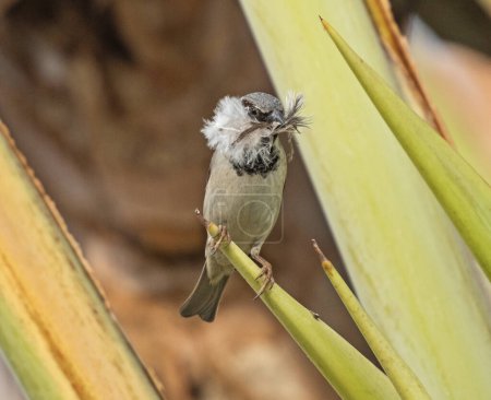 House sparrow passer domesticus estaba encaramado en la fronda de hojas de palmera con material de construcción de nidos de semillas de seda en la boca