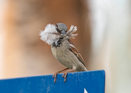 House sparrow passer domesticus stood perched on top of blue sign board with silk floss seed nest building material in mouth