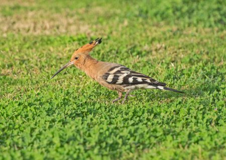 Téléchargez les photos : Oiseau huppé d'Eurasie Upupa epops sur l'herbe dans un jardin à la recherche de nourriture - en image libre de droit