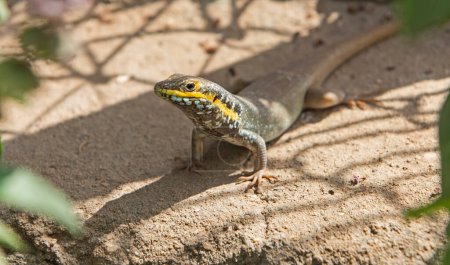 Cinco lagarto rayado africano Trachylepis quinquetaeniata estaba parado en una roca de piedra en el campo rural jardín tomar el sol