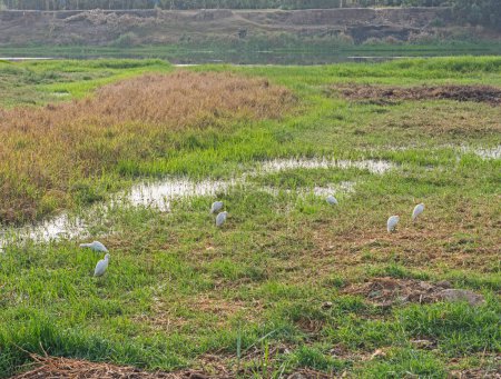 Téléchargez les photos : Vue panoramique sur le paysage à travers les zones humides herbeuses avec des aigrettes de bétail oiseaux sauvages et des roseaux d'herbe - en image libre de droit