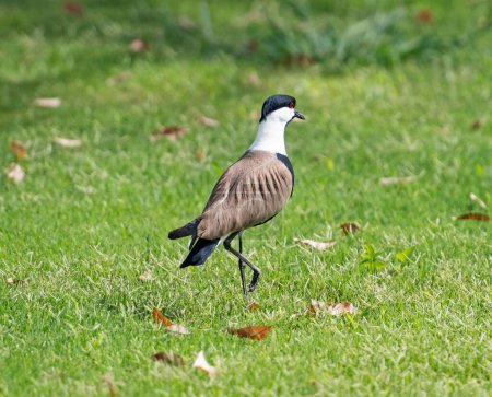 Photo for Spur winged lapwing plover Vanellus spinosus stood on grass ground in garden - Royalty Free Image