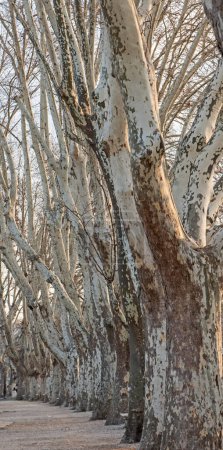 Téléchargez les photos : Détail rapproché montrant une ligne abstraite d'arbres nus en hiver allant au loin sur le sentier pédestre du parc - en image libre de droit