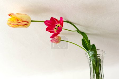 Eine beliebte Zierpflanze namens Tulpe. Lateinischer Name Tulipa.
