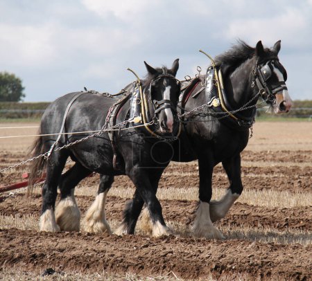 Téléchargez les photos : Deux grands chevaux de la ferme labourant un champ. - en image libre de droit