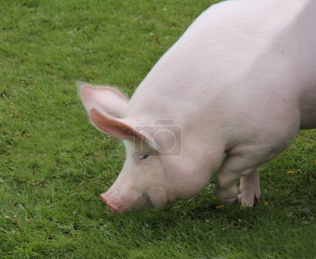 Téléchargez les photos : La tête d'un grand cochon champion de la ferme blanche. - en image libre de droit