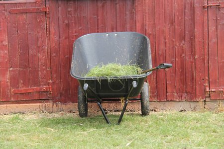 A Plastic Wheelbarrow with Grass Feed for a Horse Stable.