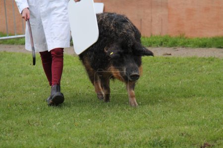 Téléchargez les photos : Un porc brun chevelu frisé à la ferme exposé. - en image libre de droit
