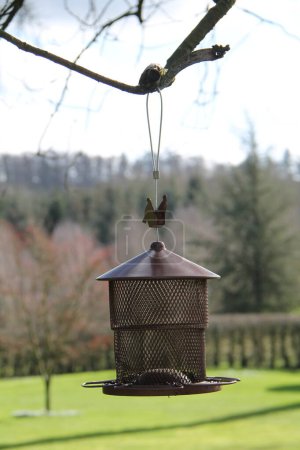 Foto de Un comedero de pájaros de metal colgando de un árbol en un jardín grande. - Imagen libre de derechos