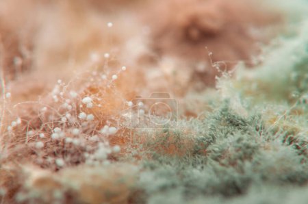 Photo for Bread mold, micrograph, close-up . - Royalty Free Image