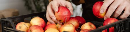 Téléchargez les photos : Vendeur blanc homme dans tablier tenant des pommes tout en travaillant à l'éco-boutique locale - en image libre de droit