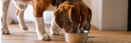 Foto de Beagle perro comiendo de un tazón en el interior - Imagen libre de derechos