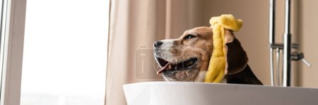 Téléchargez les photos : Chien chiot beagle prenant un bain, assis dans la baignoire à l'intérieur - en image libre de droit