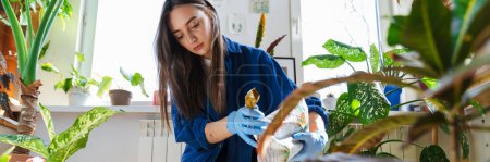 Téléchargez les photos : Jeune femme brune en gants transplantant des fleurs sur le sol dans un appartement lumineux - en image libre de droit