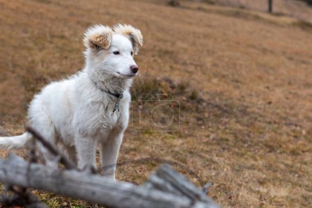 Foto de White mountain puppy, patou, future herdsman, outdoor - Imagen libre de derechos