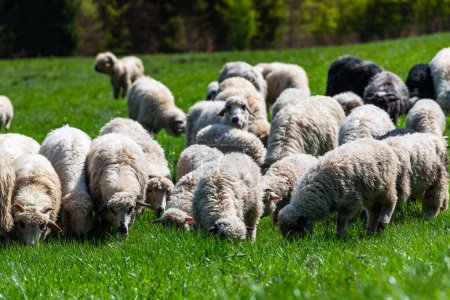 Foto de Pastos tradicionales de ovejas en el prado de las montañas Pieniny en Polonia. Ovejas pastoreo primavera. - Imagen libre de derechos