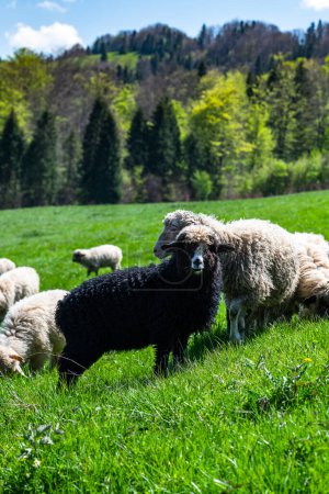 Traditional sheep pasture on meadow in Pieniny Mountains in Poland. Sheeps springtime grazing.