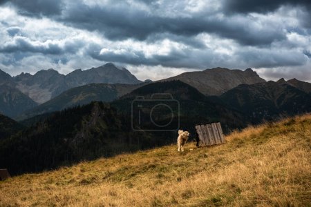 Perro pastor custodiando ovejas en pastos tradicionales en las montañas del Parque Nacional Tatra en Polonia
