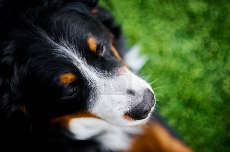 Foto de A friendly Bernese Mountain Dog is lying on a lush green field, surrounded by tall grass. The dog has a rich black, white and brown coat and is lying on its side with its tongue sticking out, looking relaxed and content. - Imagen libre de derechos