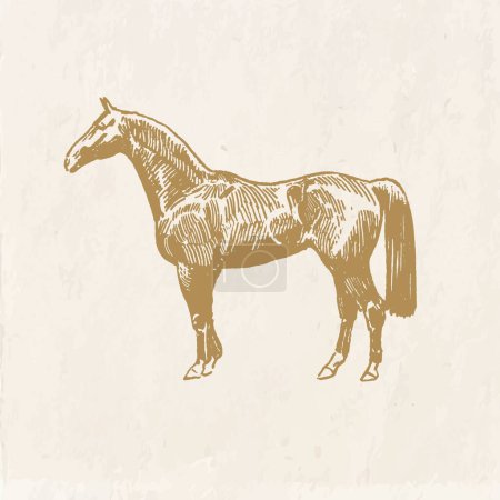 Téléchargez les photos : Illustration dessinée à la main d'un cheval, dessin de style vintage, silhouette isolée d'étalon, icône équestre - en image libre de droit