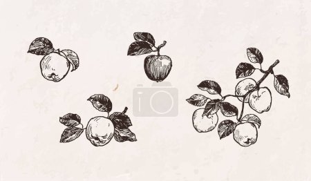Téléchargez les photos : Illustration dessinée à la main de pommes, fruits sur branche avec feuilles, récolte de pommes, dessin vintage - en image libre de droit