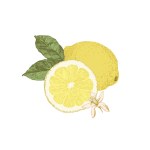 Hand drawn lemon fruit sliced with leaves and flowers. Botanical illustration, ripe summer fruit
