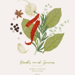 Hand drawn illustrations of spices and culinary herbs. Graphic elements for cook book design, restaurant menu and recipe sheets
