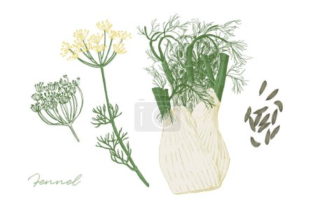 Foto de Ilustración vintage de hierba de hinojo con frutas y flores. Ilustración botánica dibujada a mano - Imagen libre de derechos