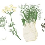 Vintage illustration of fennel herb with fruits and flowers. Hand drawn botanical illustration