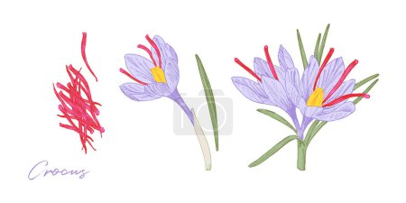 Téléchargez les photos : Illustration dessinée à la main de crocus safran, fleur de jardin et épice orientale populaire - en image libre de droit