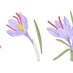 Hand drawn illustration of saffron crocus, garden flower and popular eastern spice