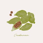 Hand drawn illustration of fresh green cardamom pods. Culinary graphic elements, spice drawing with background colouring