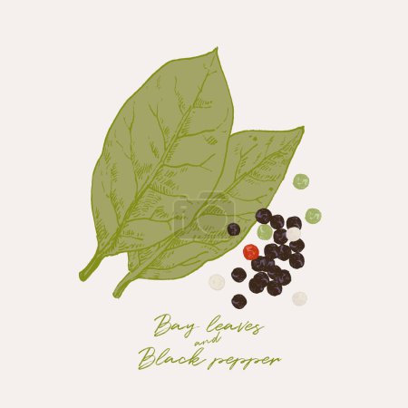 Foto de Ilustración dibujada a mano de hojas de laurel y granos de pimienta negra seca. Elementos gráficos culinarios, ingredientes alimentarios, dibujo de especias con coloración de fondo - Imagen libre de derechos