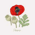 Hand drawn illustration of poppy flower and its seed pods. Culinary graphic elements, botanical drawing with background colouring
