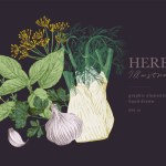 Herbs illustrations hand drawn culinary poster. Whole fennel herb with flower, garlic and basil. Food banner, graphic elements for cook book design, restaurant menu and recipe sheets