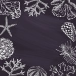 Black chalkboard with seashells and corals drawings. Border design, summertime illustration banner