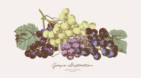Foto de Ilustraciones dibujadas a mano de varios tipos de uva con hojas, elementos gráficos vintage - Imagen libre de derechos